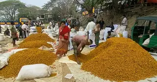 চাহিদা থাকলেও মিলছে না ন্যায্যমূল্য; লোকসানে রাঙামাটির হলুদ চাষিরা